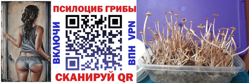 Псилоцибиновые грибы Psilocybe  Кисловодск 